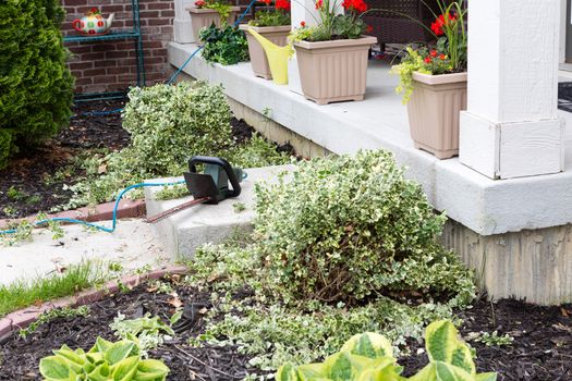 Hedge trimmer being used to trim foliage plants at the entrance to a house during a springtime maintenance program in the back yard