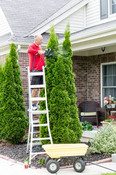 Senior Man on a Steel Ladder Cutting Tall Thuja Occidentalis Plant Using Hedge Trimmer Tool Outside the House.