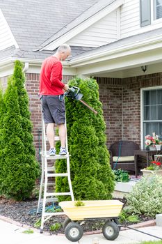 Gardener standing on a stepladder in front of a house trimming an Arborvitae or Thuja tree with a hedge trimmer or small chain saw to maintain its ornamental shape