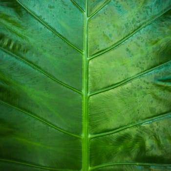 Close up natural backlight green leaf background texture .