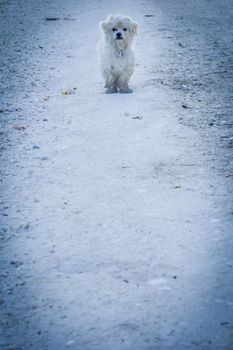 Dog at center of the road. Dog is with white curly fur. Road is also white