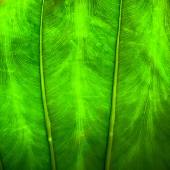 Close up natural backlight green leaf background texture .
