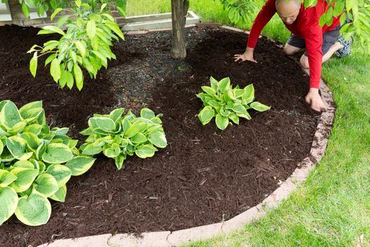 Gardener doing mulch work around the house kneeling down on a lush green lawn to spread the organic mulch by hand at the edge of the formal flowerbed