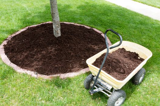 Mulch work around the trees growing in the backyard during springtime with a small yellow metal wheelbarrow full of organic mulch from the nursery standing alongside a round flowerbed around a sapling