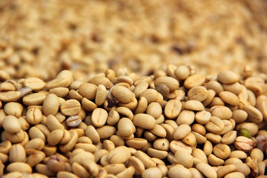 Background texture coffee beans are dried before roasting