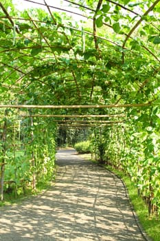 Green tunnel made from plant in garden