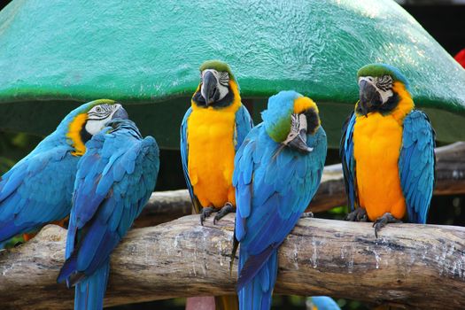 Colorful macaw sitting on the log