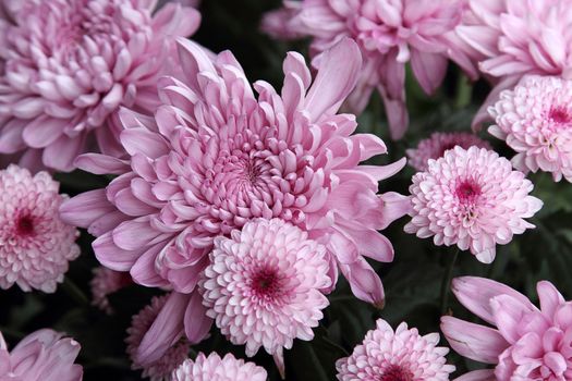 Background of the beautiful pink chrysanthemum flower