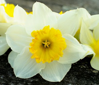 Fragile Spring Yellow Daffodil between Blurred Daffodils closeup on Natural Weathered Wooden background