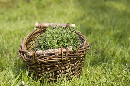 basket with fresh thyme in the garden