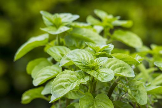 Mint plant grown at garden