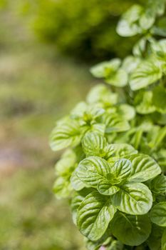 Mint plant grown at garden