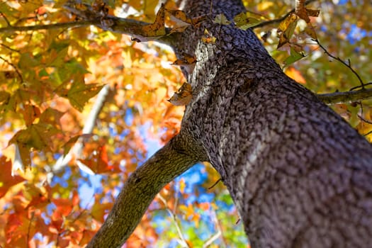 Autumn. Fall. Autumnal Park. Autumn Trees and Leaves