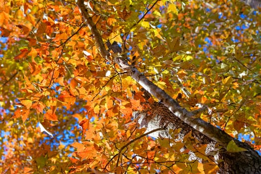 Autumn. Fall. Autumnal Park. Autumn Trees and Leaves