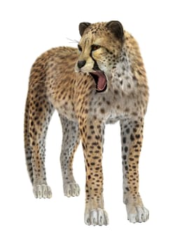 3D digital render of a big cat cheetah isolated on white background