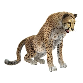 3D digital render of a big cat cheetah isolated on white background