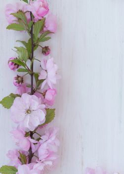 Pink flowers close-up with branch on white wooden background