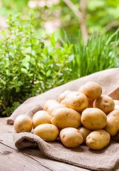 Farm fresh baby potatoes displayed on a hessian sack on a rustic wooden table at farmers market, a healthy nutritious root vegetable popular in vegetarian and vegan cuisine