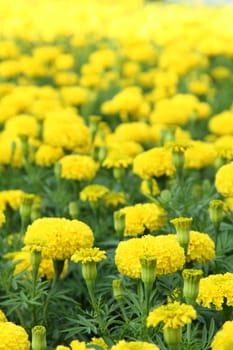 Yellow flower marigold field in the garden