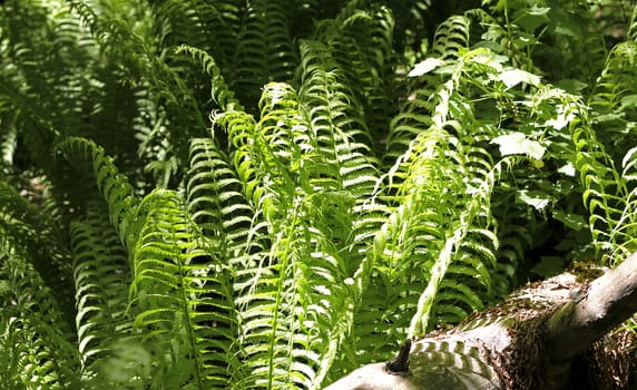 Fern leaves and bush in the summer forest