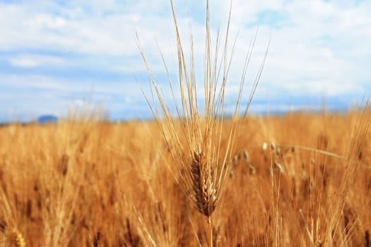 Golden Ears On The Summer Field Before Harvest