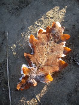 Frozen oak leaves laying in the snow