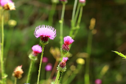 Blue Flower with a pins on the summer green meadow