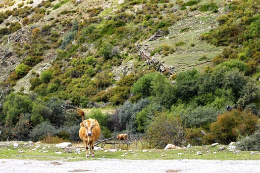 A cow standing on the summer meadow