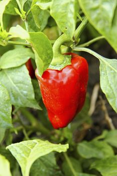 Red Sweet Pepper Growing On The Bed