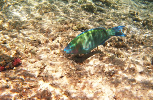 Tropical exotic fish underwater. The pseododax moluccanus