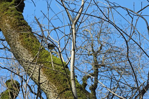 Tit birds on the branch in the winter forest