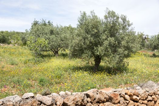 old olive trees and flowers in algarve nature