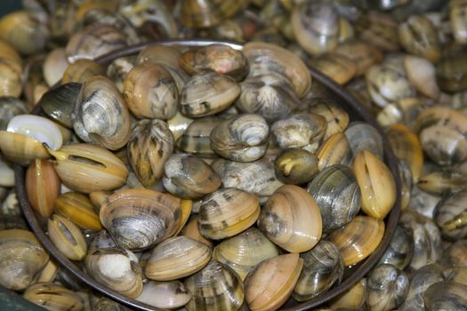 Fresh langola cockleshells on a fish market in India, Goa.