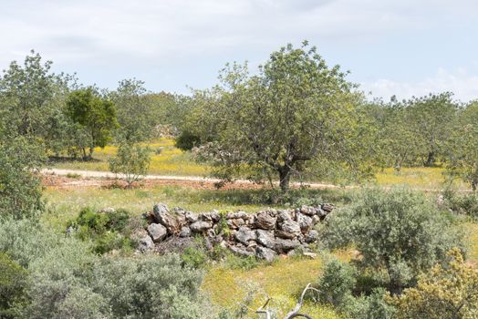old olive trees and flowers in algarve nature
