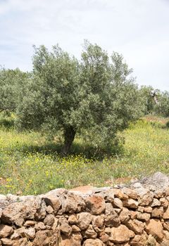 old olive trees and flowers in algarve nature