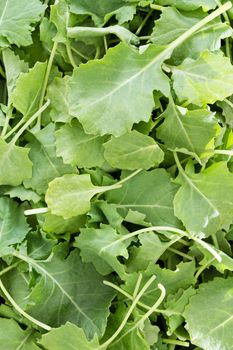 Background texture of fresh green baby kale leaves that have been washed and drained ready for use in a salad