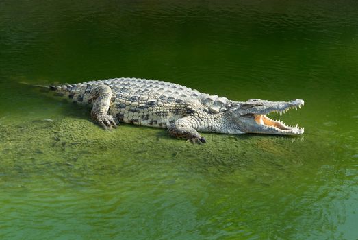 Alligator Mississipiensis wide open mouth 
