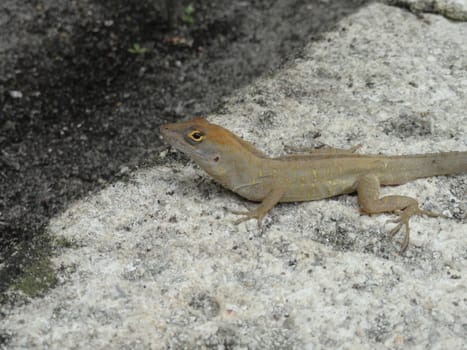 Close up of a Female brown Anole ( Anolis Sagrei or Norops)