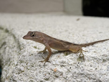 Close Up Of A Female Brown Anole ( Anolis Sagrei)                            
