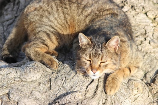 Cats sleeping in the sun all day Old Nessebar Bulgaria
