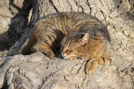 Cat sleeping on the roots of a tree
