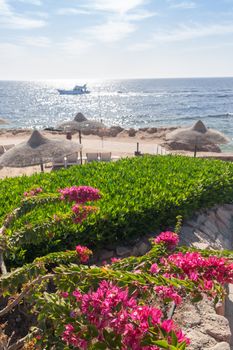 The beach at the luxury hotel, Sharm el Sheikh, Egypt. in the foreground blooming bougainvillea