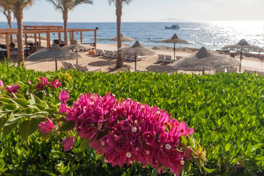The beach at the luxury hotel, Sharm el Sheikh, Egypt. in the foreground blooming bougainvillea