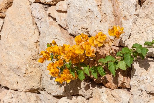 Beauty yellow bougainvillea  on the background of stone, Sharm el Sheikh, Egypt