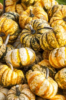 Sweet Lightning Microwave cucurbita pumpkin pumpkins from autumn harvest on a market