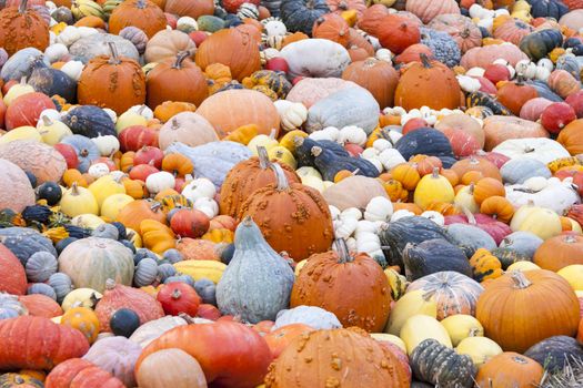 Different maxima and pepo cucurbita pumpkin pumpkins from autumn harvest on a market