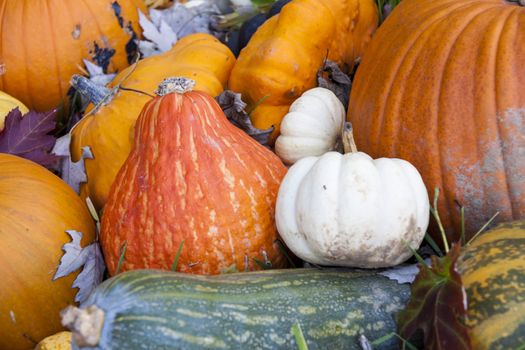 Different maxima and pepo cucurbita pumpkin pumpkins from autumn harvest on a market