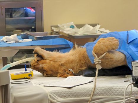 A lioness on the operating table, having surgery