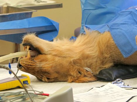 A lioness on the operating table, having surgery