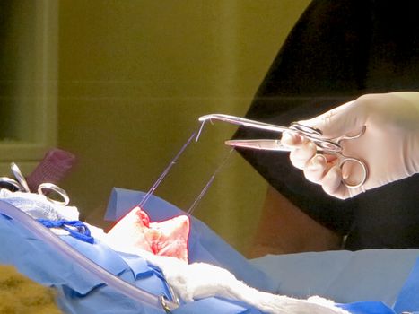 A vet suturing the stomach of a lioness